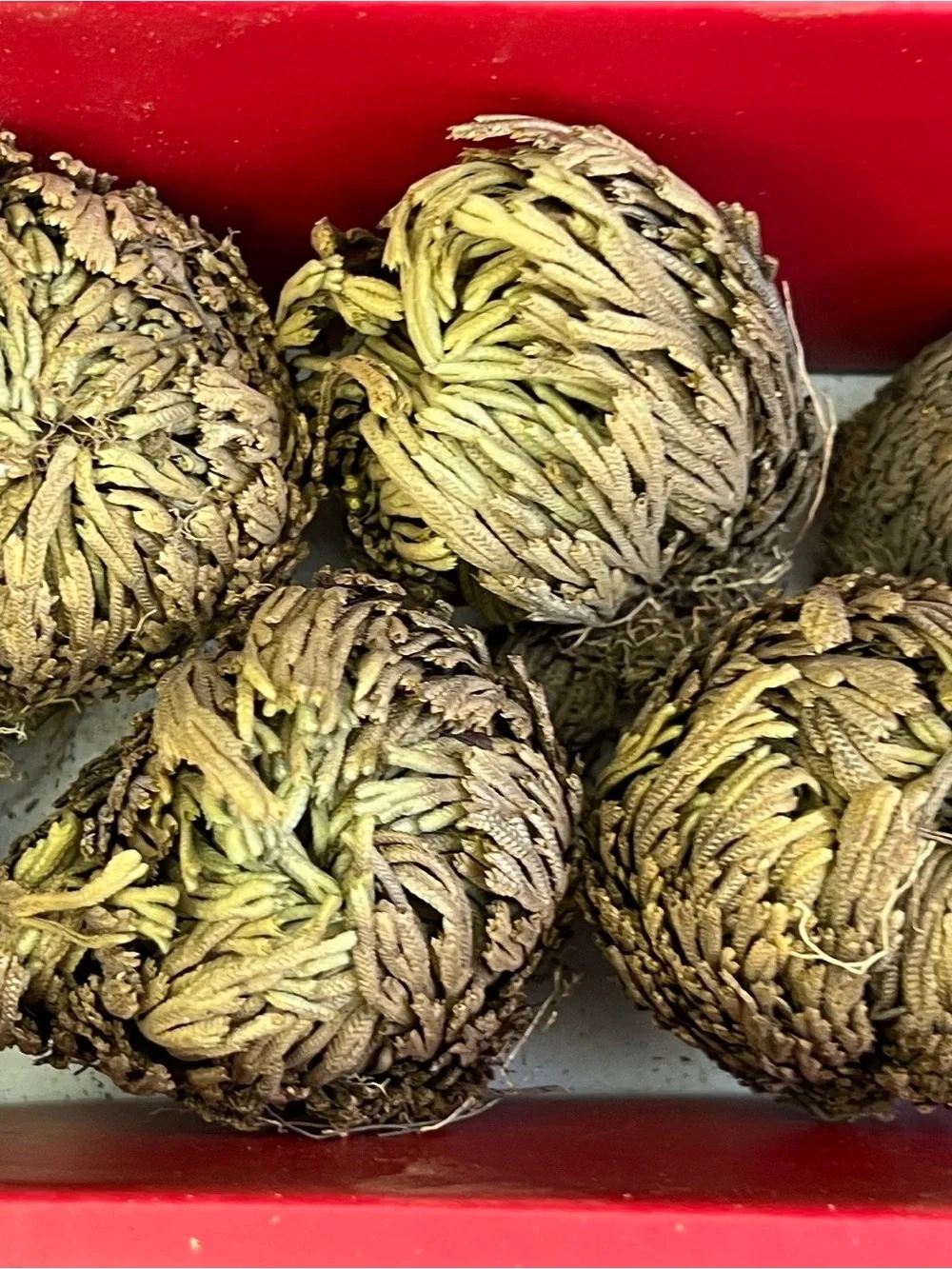 Rose of Jericho Resurrection Plant - Selaginella Lepidophylla Dried Fern Sz 2–3